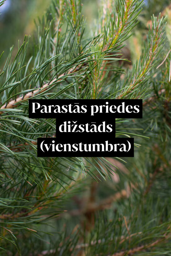 Parastās priedes dižstāds - vienstumbra forma, 2 dažādi izmēri